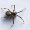 Zygiella x-notata